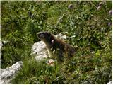 Palafavera - Rifugio Torrani